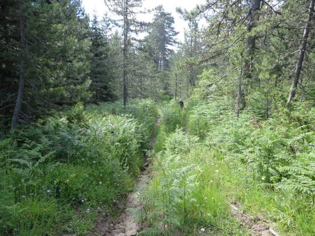 Path through pine forest to Vovousa, overgrown by bracken in places