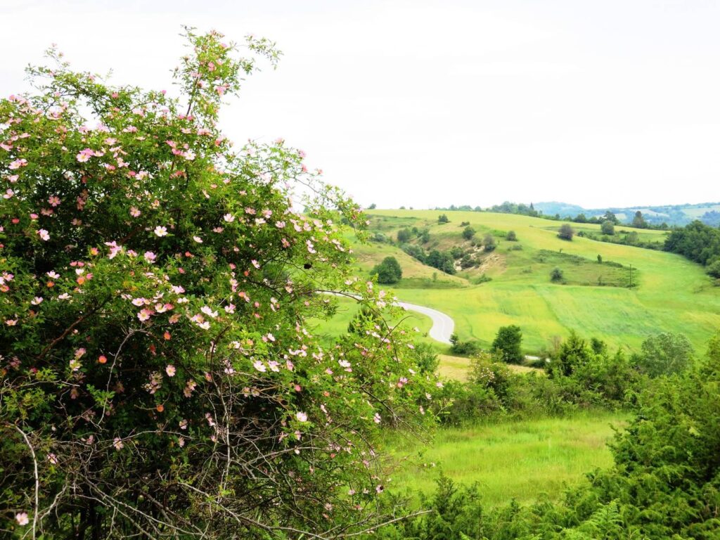 Dog roses and green fields on the road to Dipotamia, like an English spring