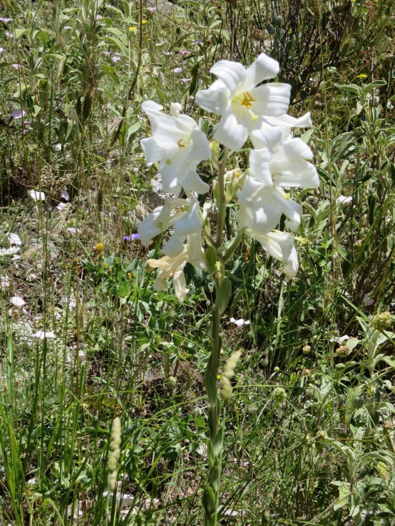 Wild lily with large white flowers by the Vikos Gorge path