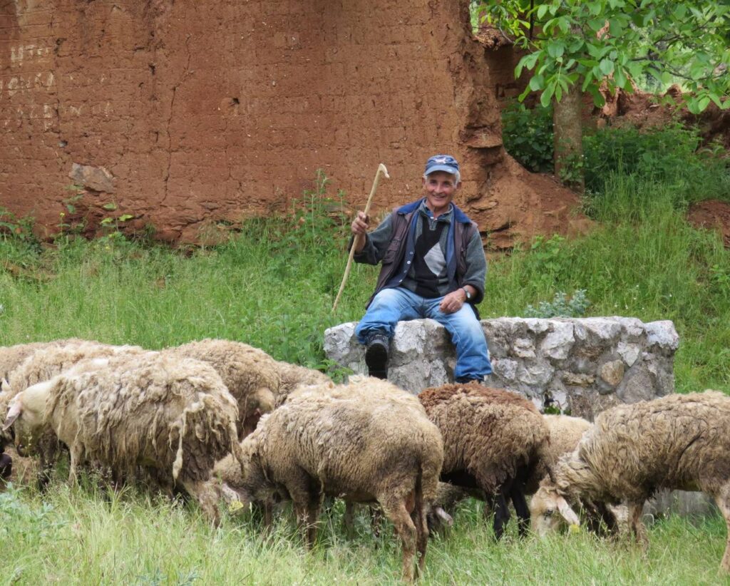 Albanian shepherd with crook and sheep