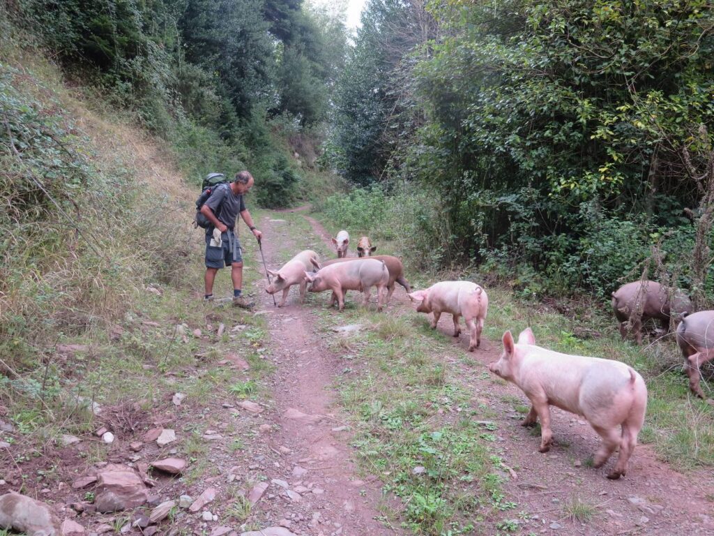 Hiker on trail with free range pigs at Asprorema