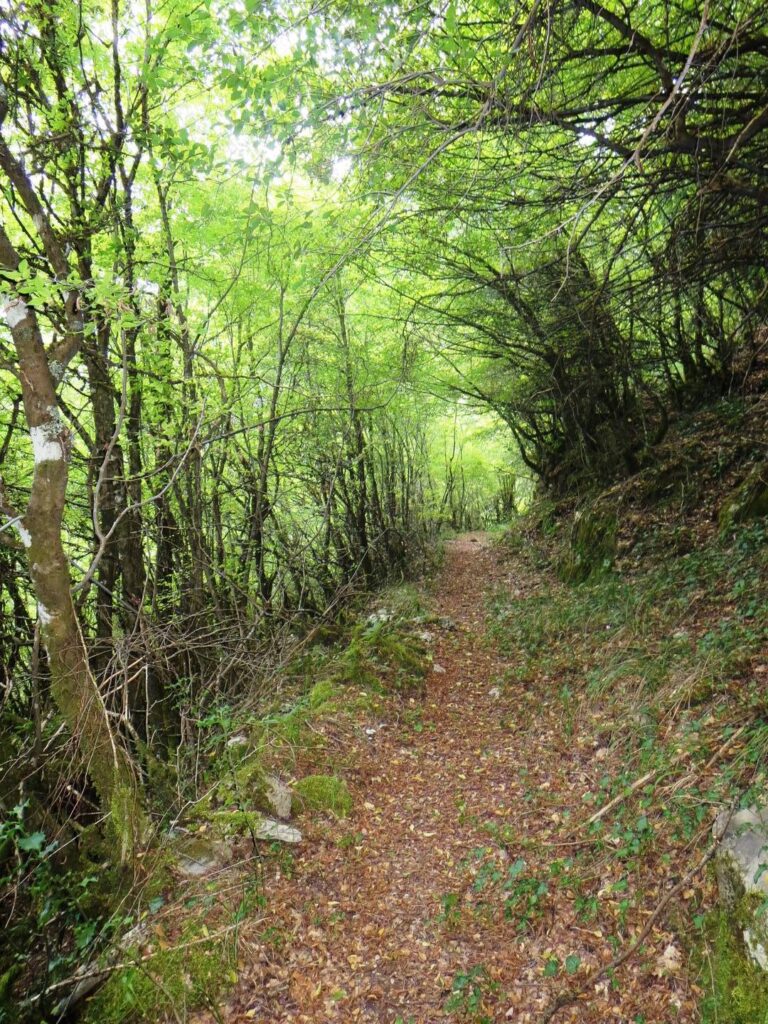 Easy level track to Epinana with low trees arching over
