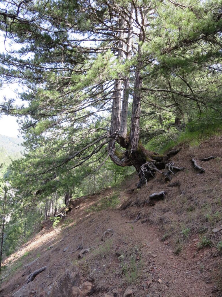 Path through pines on a steep slope above the Aoos river, part of the E6 European trail