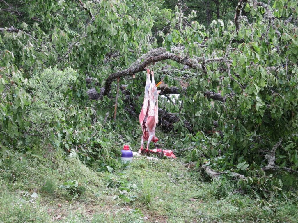 Sheep carcass hanging from a tree ready for the barbecue with the Albanian loggers