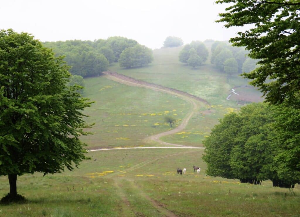 Track to Vigla through meadows with scattered trees and horses