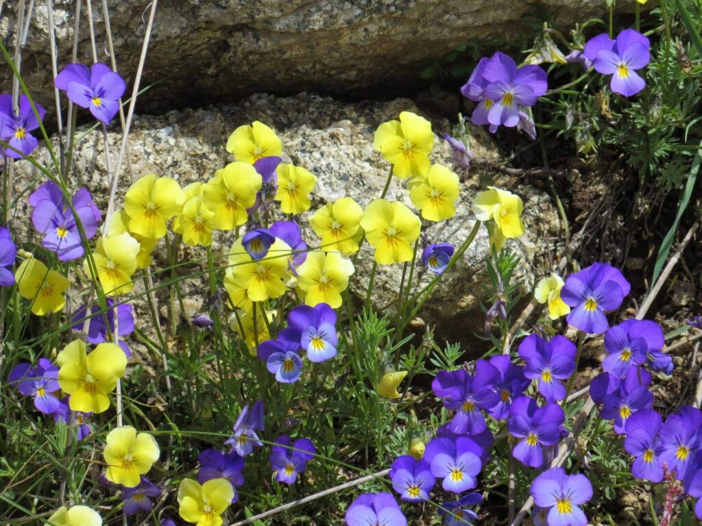 Close up of blue and yellow wild pansies