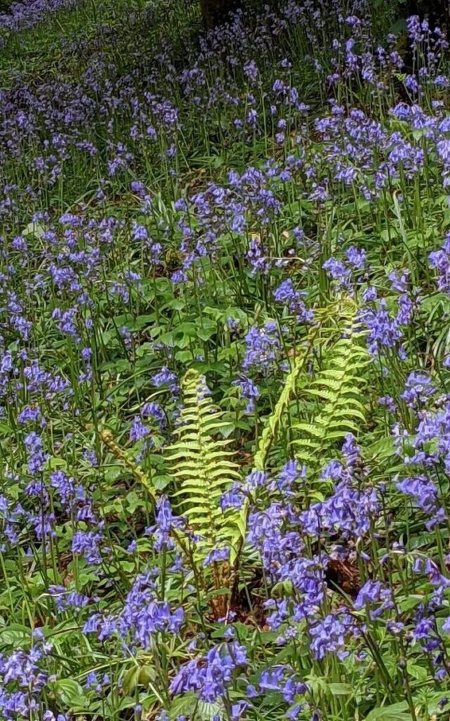 Bluebells and fern