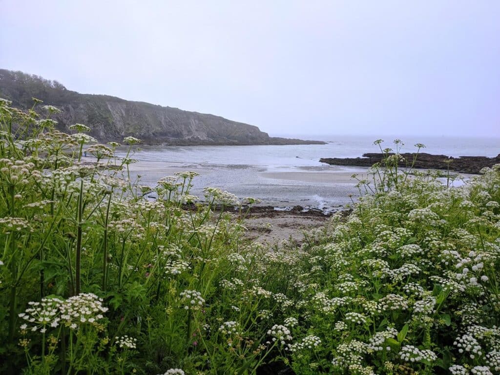 Spring wild flowers: cow parsley by the beach