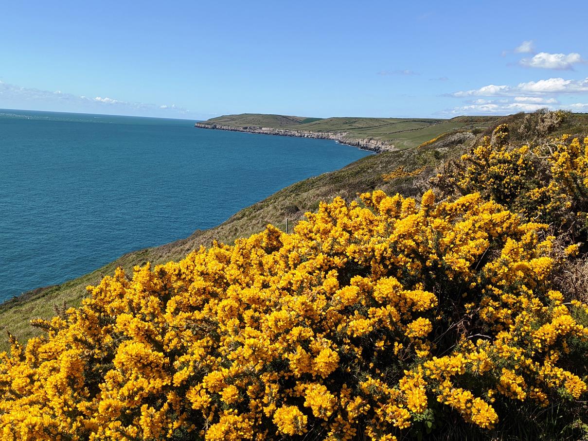 Yellow gorse flowers along the SWCP in spring