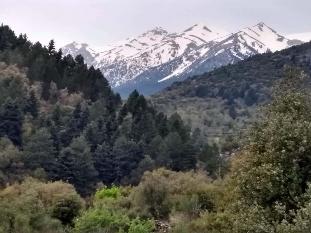 Snowcapped peaks in Taygetos mountains with forest below.