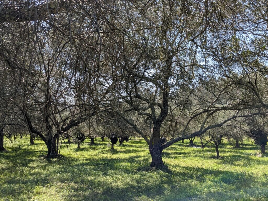 Tall olive trees